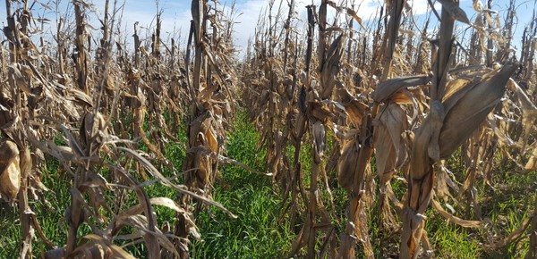 Agricultura regenerativa corporativa: ¿Compromiso sostenible o riesgo de greenwashing?