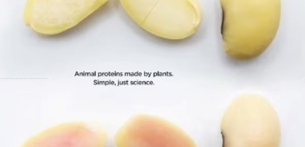 Biotecnología argentina: obtienen proteína de cerdo con semillas de soja
