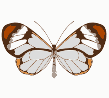 Butterfly-Backup