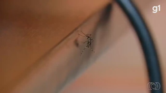 Mosquito da dengue e outros insetos: 10 repelentes para se proteger - Programa: G1 GO 